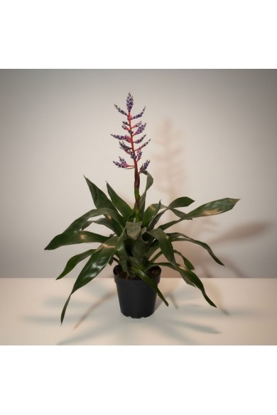 Eşmeya (Aechmea) Bitkisi